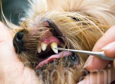 monamistudioru-teeth-100