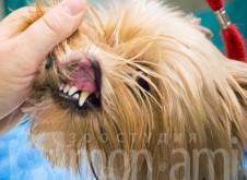 monamistudioru-teeth-101