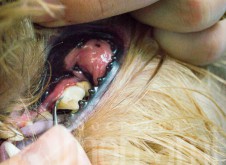 monamistudioru-teeth-102