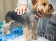 monamistudioru-teeth-103