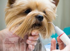 monamistudioru-teeth-104