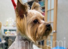 monamistudioru-teeth-105