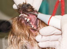 monamistudioru-teeth-106