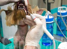 monamistudioru-teeth-107