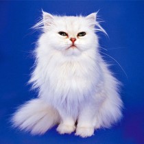 Персидская кошка