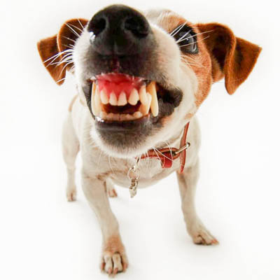 Чистка зубов у собак - Зоостудия «Mon Ami» - +7 (499) 390-2251