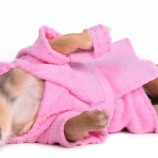 Стрижка собак и кошек. Зоостудия «Mon Ami» - +7 (499) 390-2251