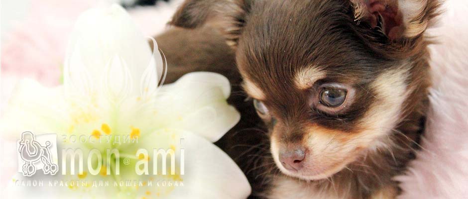 Ввесь спектр услуг по уходу для Вашего питомца в одном месте и в одно время. Зоостудия «Mon Ami» - +7 (499) 390-2251