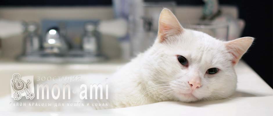 Деликатный уход без примения наркоза. Зоостудия «Mon Ami» - +7 (499) 390-2251