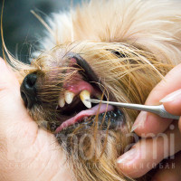 Осмотр пасти собаки, определение состава услуг.