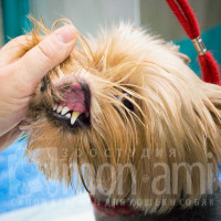 Осмотр пасти собаки, определение состава услуг.