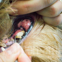 Осмотр пасти собаки, определение состава услуг.