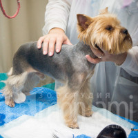 Осмотр состояния здоровья собаки перед чисткой зубов.