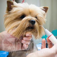 Проверка реакции собаки на ультразвуковой скалер.