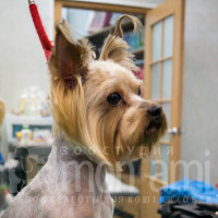 Собака после удаления зубных камней.