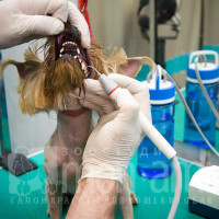 Удаление зубного камня ультразвуковым скалером.