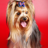 ЙОРКШИРСКИЙ ТЕРЬЕР