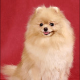 ШПИЦ ПОМЕРАНСКИЙ (КАРЛИКОВЫЙ)