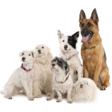 СОБАКА (ОСТАЛЬНЫЕ ПОРОДЫ)