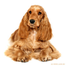 Кокер спаниель