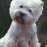 ВЕСТ ХАЙЛЕНД УАЙТ ТЕРЬЕР