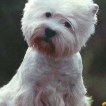 вест хайленд уайт терьер