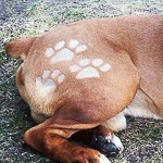 Пример тату стрижкой