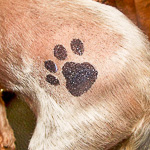 Пример тату красителем