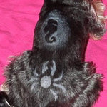 Пример тату стрижкой