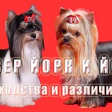 Сходства и отличия Бивер йорка и обычного Йоркширского терьера.