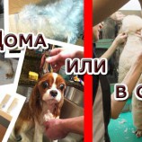 Где уход лучше: дома или в зоосалоне?