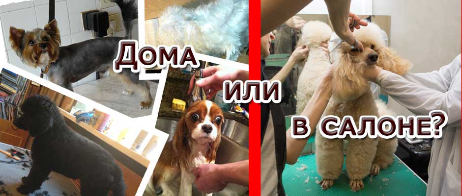 Где уход лучше: дома или в зоосалоне?