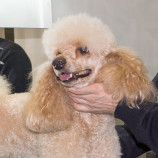 Призёр Рождественской лотереи