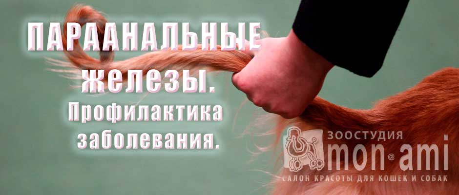 Паараанальные железы